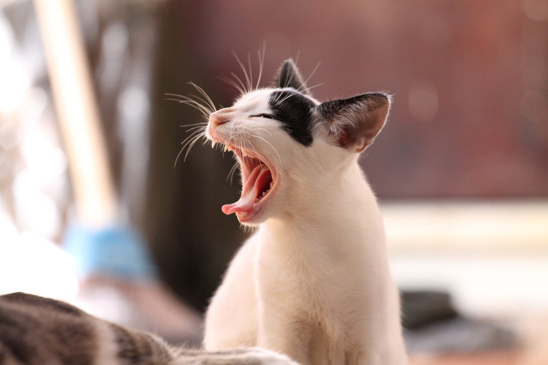 ¿Pueden los gatos seguir una dieta BARF?